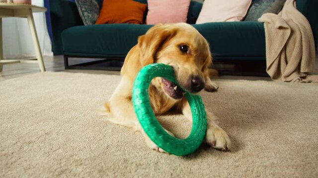 Golden retriever holding ring close-up. Trained dog biting toy. Happy domestic animal concept, best friends, puppy playing alone in living room, pet shop. 