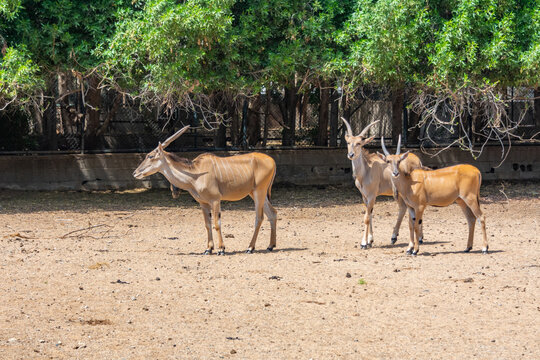 Giant eland