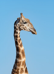 Giraffe Portrait