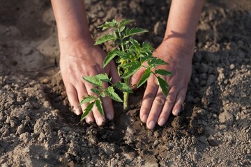 Hands Planting a young green plant