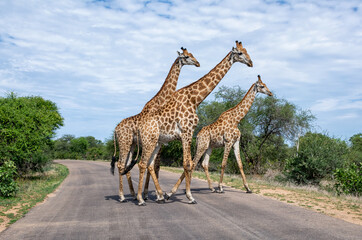 Giraffes Crossing A Road