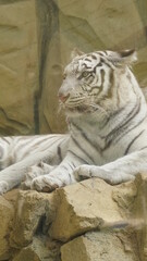 ホワイトタイガー