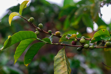 branch of coffee fruits in a coffee plantation in the highlands of San Jeronimo in Costa Rica