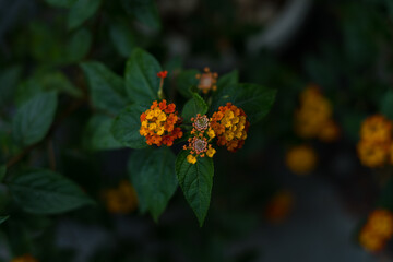 Close-up photo of the orange and yellow beautiful blooming flowers. Green leaves pattern background, Natural background and wallpaper