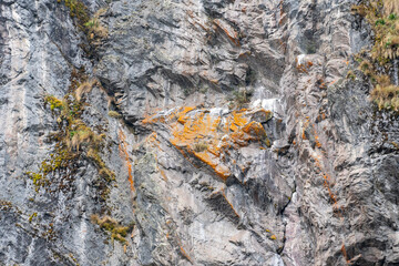 lichen on rock