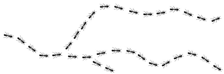 Worker ants trail curve. Ant path isolated in white background. Vector illustration