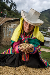 Mujer anciana andina manipulando el café mientras seca al sol