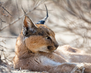 Caracal
