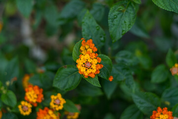 Close-up photo of the orange and yellow beautiful blooming flowers. Green leaves pattern background, Natural background and wallpaper