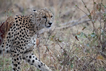Medium shot of shoulders and head of a cheetah standing in African grasslands.