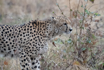 Medium side view of a cheetah standing in the African bush of the savanna.