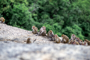 The background of monkeys, monkeys, food lovers, blurred backgrounds, which come from the swiftness of wildlife, often seen in mountains, zoos, or tourist attractions.