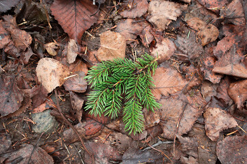 Green coniferous spruce branch on the ground