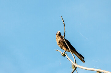 Gavião landed on a branch with blue sky in the background
