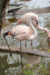 The greater flamingo, Phoenicopterus roseus, standing in water on lake shore.