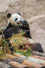 Fototapeta premium The Giant Panda Bear sits while eating a bamboo stalk
