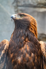 Portrait of Bird of prey Golden Eagle, Aquila chrysaetos