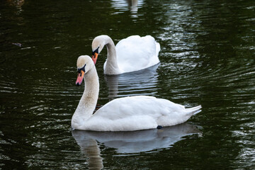 Two graceful white swans swim in the dark water.