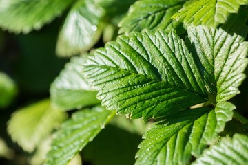 Green strawberry leaves