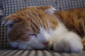 猫のいるシーン