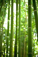 Obraz premium Close-Up of Bamboo Stems