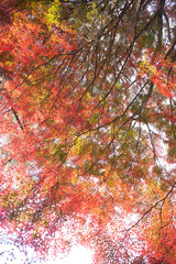 まわりが紅葉