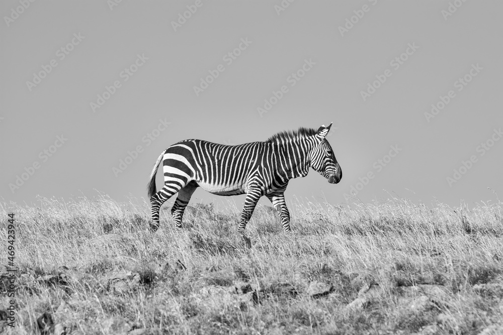 Poster Cape Mountain Zebra