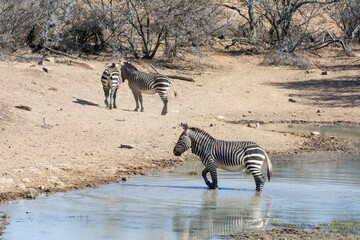Fototapeta na wymiar Cape Mountain Zebra