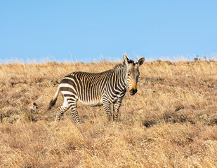 Cape Mountain Zebra
