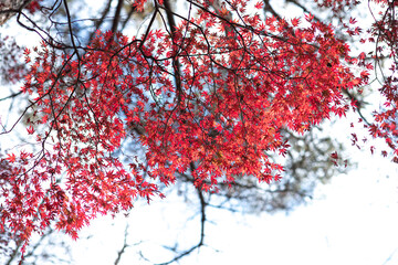 まわりが紅葉