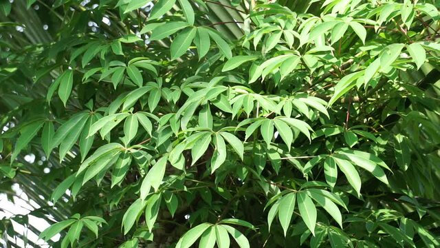 Ceiba pentandra (cotton, Java kapok, silk cotton, samauma) with a natural background. Indonesian used this plant as bed