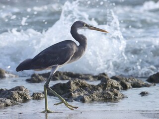 Western reef heron at sea. Egret on the beach. Egretta gularis.