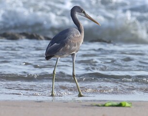 Western reef heron bird at sea. Egretta gularis. Western reef egret on the beach.
