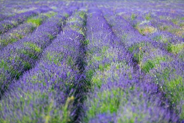 Obraz premium Beautiful violet aroma lavender field
