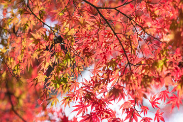 恥ずかし気な紅葉