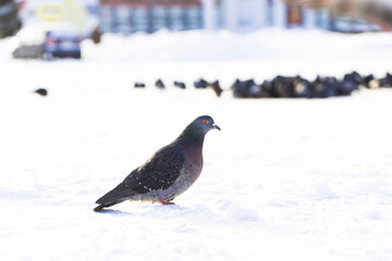 The pigeon stands in the snow away from the group and waits for food, photo from close range. Russia.