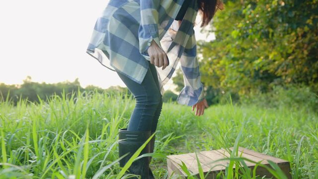 Asian young girl farmer in farming outfit hold up harvesting wooden box walking inside organic farming field, agriculture countryside lifestyle, sustainable natural resources, good weather spring time