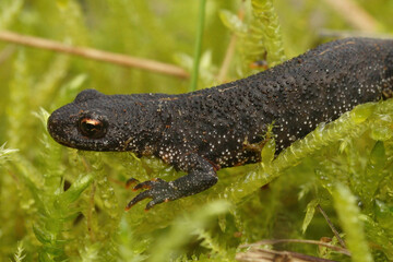 Closeup of a terrestrial juvenile of the Balkan crested newt, Triturus ivanbureschi on green moss