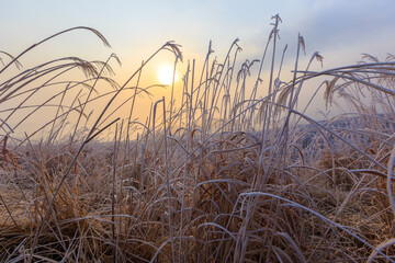 Dawn on the Russian island in Vladivostok. Dry grass covered with morning snow against the backdrop...