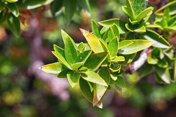 Shrub with sharp narrow leaves in the garden.