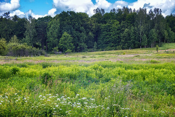 Fototapeta premium Rural landscape with the green field in the summer