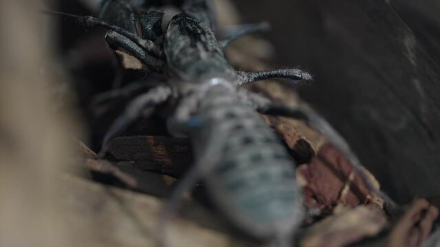 This close up macro video shows a focus view of a Thelyphonida whip scorpion.