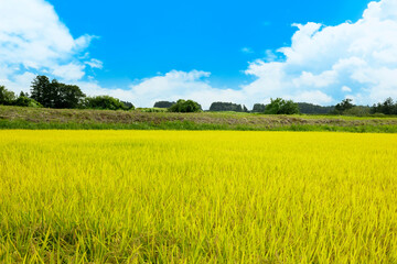 Fototapeta premium Images of rice fields and blue sky with rice growing in the harvest.