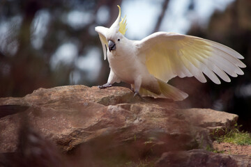the sulphur crested cockatoo has his wing out ready to fly away