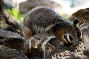 the young yellow footed rock wallaby is climbing the rocks