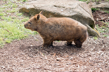this is a side view of a Southern hairy nosed  wombat