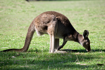 the western grey  kangaroo os grazing