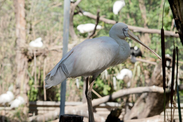 this is a side view of a yellow spoonbill