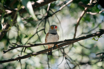 this is a male zebra finch perched on a branch