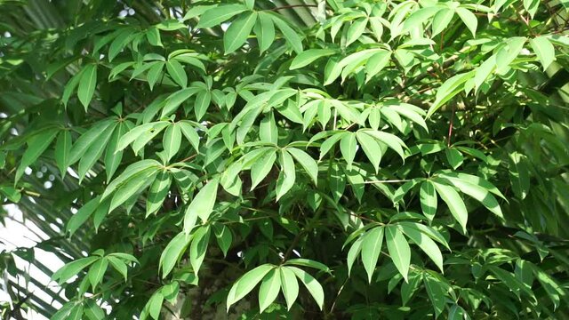Ceiba pentandra (cotton, Java kapok, silk cotton, samauma) with a natural background. Indonesian used this plant as bed
